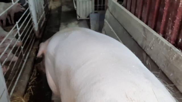 //Ранковыюий сюрприз// смотреть онлайн