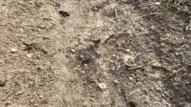 Муравьи продолжают летать! Ищем королев муравьёв-жнецов! В поисках маток // Димон и Пумба смотреть онлайн