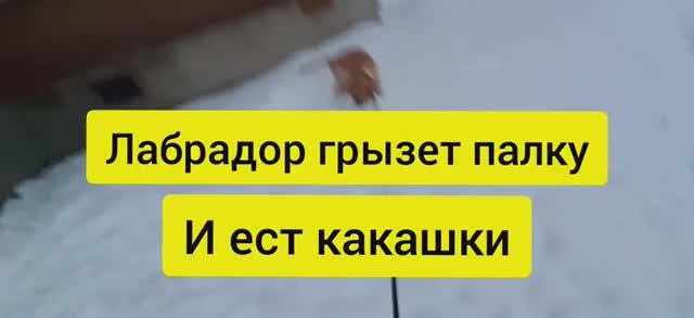 Собака лабрадор ретривер Тафгай грызет палку и ест какашки на улице зимой