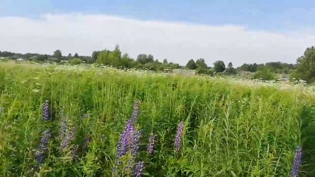 Ван чай самый лучший чай в мире Сбор mp4 смотреть онлайн