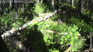 ЛОВИМ ХАРИУСА НА ТАЕЖНЫХ РЕКАХ / ИЩЕМ БЛЕСНЫ