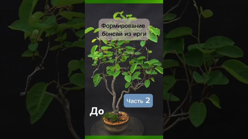 Формирование бонсай из ирги. Часть 2. #бонсай #bonsai #ниваки #сад #андрейдарусенков