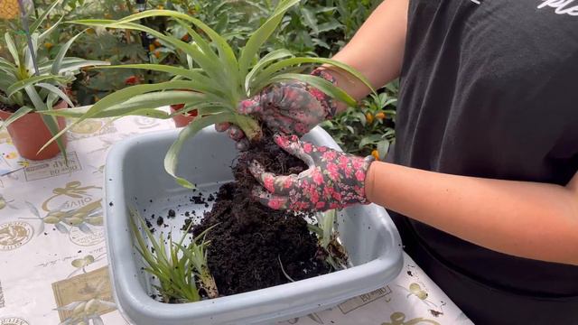 Размножение Ананасов. Отделение отростков (деток) от материнского растения 🌱