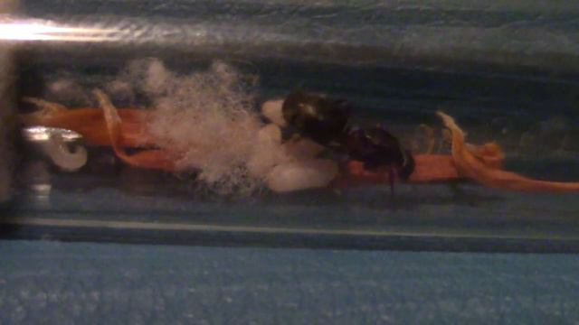 ВидеоБлог. Serviformica Rufibarbis. часть 1. Первые коконы.