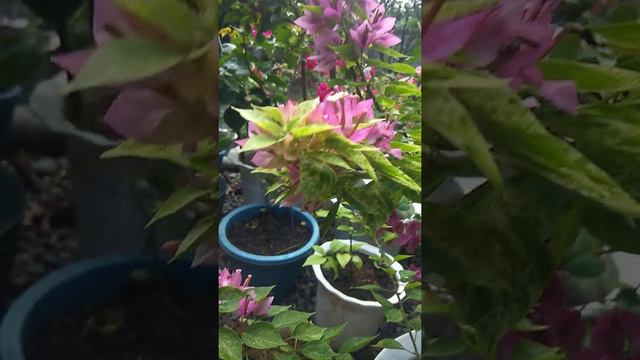 21j variegated pink bougainvillea