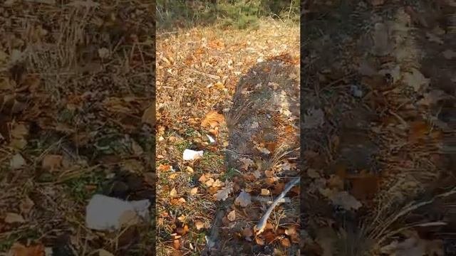 Грибы зеленушки ? или зелёнки. Собираю в песке 31.10.21