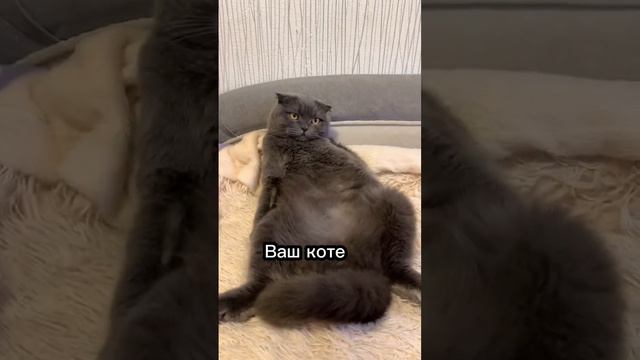 Если ваш котик делает это то ему больно 🐈😓 #cat #catsfacts