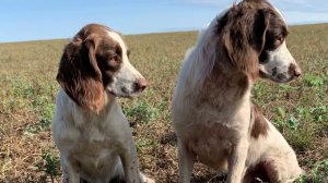 Спрингер спаниель