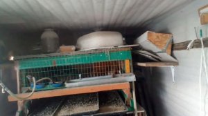 мои перепела, разведение и содержание в домашних условиях, клетки