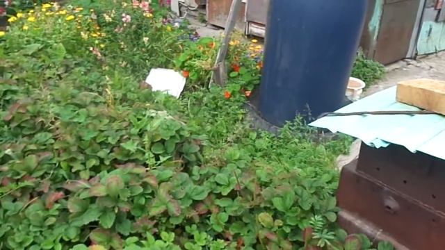 Собираем яблоки, скоро осень смотреть онлайн