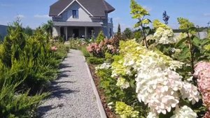 Создать красивый розарий просто | Компаньоны для роз или розы и компания