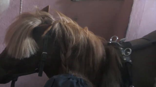 Мини-лошади. «Костин Двор» смотреть онлайн