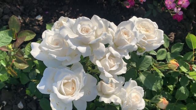 Anna de Kiev - Анна Киевская (чайно-гибридная роза) смотреть онлайн