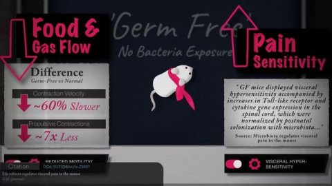 Вздутие живота: что вызывает вздутие живота и как от него избавиться (выбор продуктов, микробиом, пр