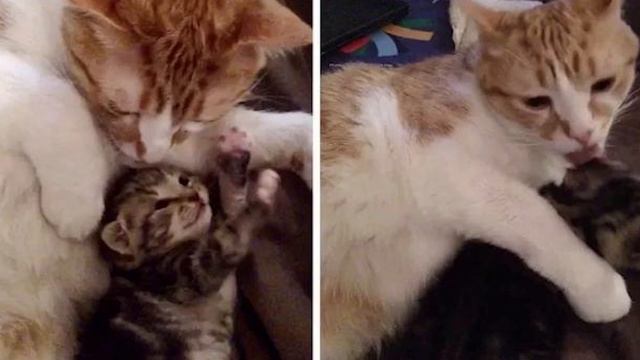 Люди спасли котенка, отдав спасателям, но всё никак не могли его забыть. То, что случилось дальше.. смотреть онлайн