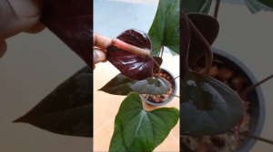 Black anthurium | Bankok anthurium | Anthurium Wagawa