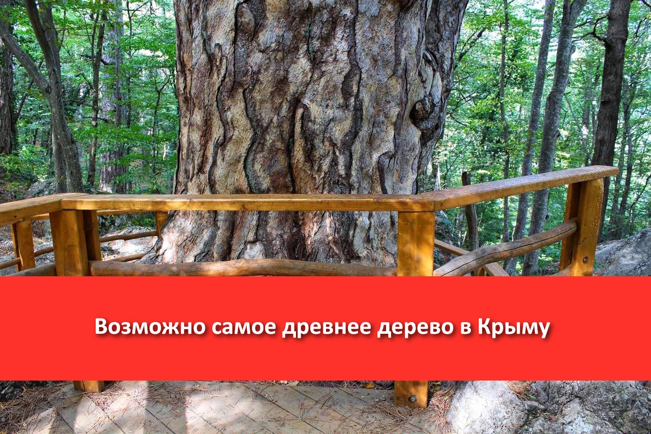 Сосна Палласа в Ялтинском горно-лесном заповеднике