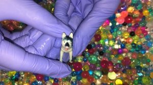 Животные в шариках. Названия животных игрушки и картинки.