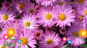 Астра кустарниковая Хербстгрусс фон Брессерхоф. Обзор aster dumosus Herbstgruss vom Besserhof