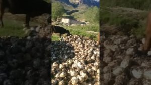 Вот так Акушинцы продают капусту