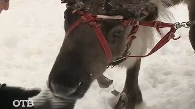 Активный отдых: оленья упряжка смотреть онлайн