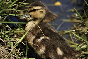 Дикие утята в городе. Две недели спустя после первой встречи.