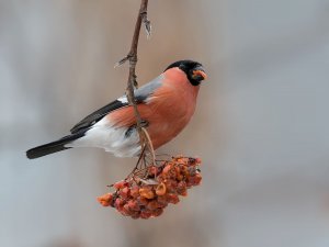 зимняя сказка.mp4