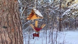 Челябинский бор чистый экопарк прекрасное место для прогулок и занятий спортом 09.02.2021г