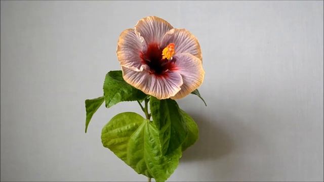Сортовой флоридский гибискус  Dappled Shade