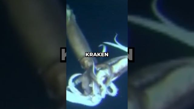 Kraken Attacking a Whale!!! #Amazing #Short #Cryptid #yttrending