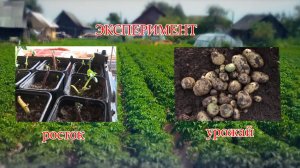 Размножение картофеля ростками