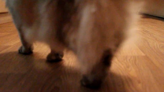 ШОК! Россия - Хорватия. Животные предсказали исход матча! ЧМ по футболу 2018. смотреть онлайн