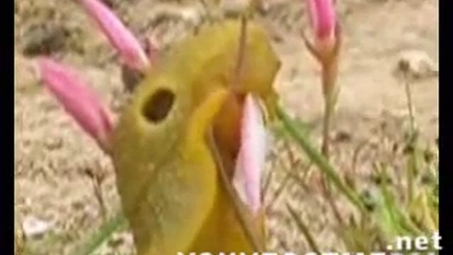 Криптозоология.flv