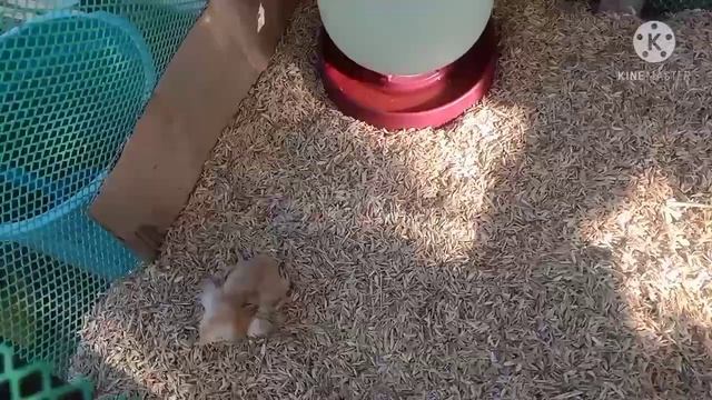 My mini farm tour/muscovy ducks/rhode island red/sasso смотреть онлайн