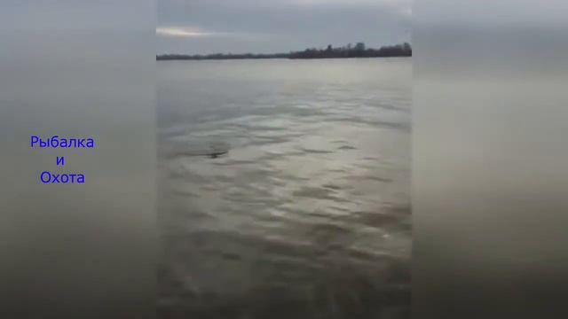 Удивительный улов Вот это Рыбалка #69 смотреть онлайн