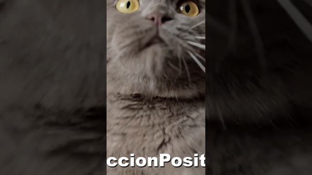 🐈 Los gatos predicen la muerte #gato #gatos #muerte смотреть онлайн