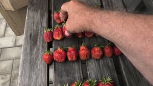 Ягодки клубники сортов ПЕРВОКЛАССНИЦА, СОЛНЕЧНАЯ ПОЛЯНКА, ЮЛЯ и ЛОРД, 24 июня.