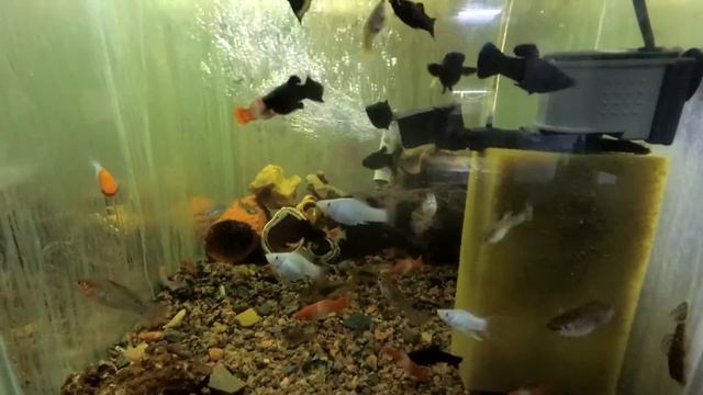 Аквариумные рыбки название и описание смотреть онлайн