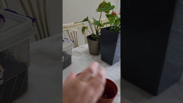 N⁰-142.АНТИРИУМ ГУЛИНИ БАРГИДАН КУПАЙТИРИШ (ЭКСПЕРИМЕНТ)... смотреть онлайн