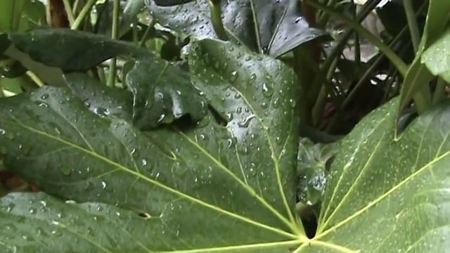 Test of Sony DCR-SR45 смотреть онлайн