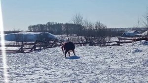 КАК РОЖАЕТ КОРОВА. Отëл в марте.