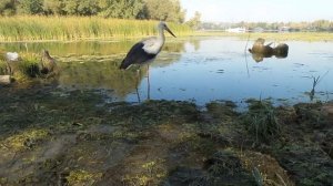 Аист на рыбалке и нападает на ребенка