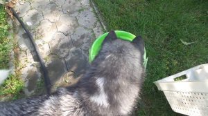 щука в ведре