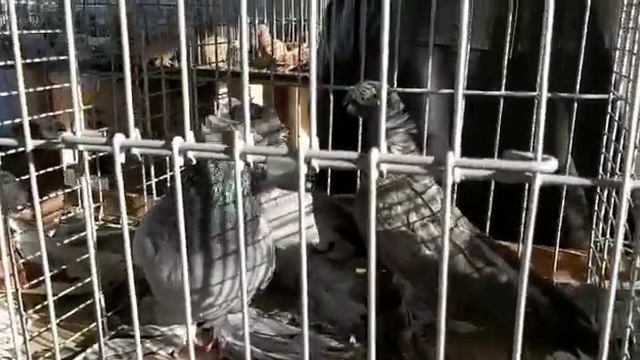 КЕПТЕР базар Голубиный Рай Pigeons Pigeon