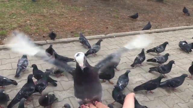 Кормим голубей смотреть онлайн