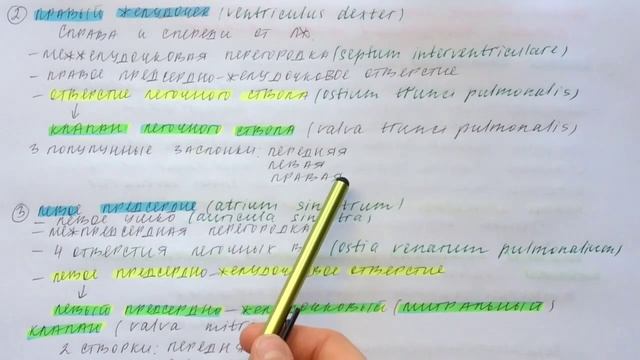 Билет 058. СЕРДЦЕ: КАМЕРЫ, КЛАПАННЫЙ АППАРАТ. РАЗВИТИЕ СЕРДЦА. ВРОЖДЕННЫЕ ПОРОКИ СЕРДЦА. смотреть онлайн