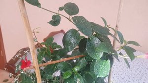 Дипладения  - уход,  подготовка к зиме. / Diplomas - care, preparation for winter.