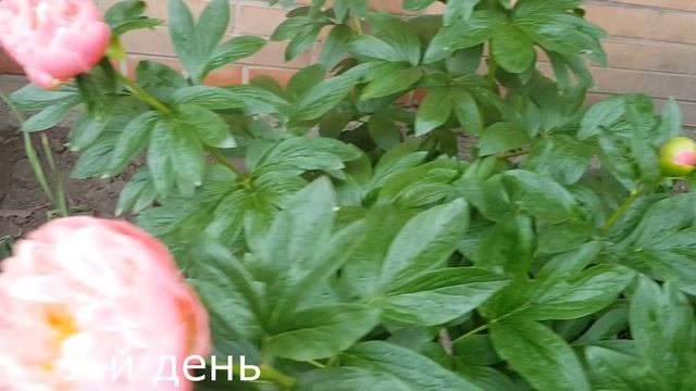 25.05.2023 Сад на Большом Фонтане. Обзор цветника. Пион Коралл Сансет смотреть онлайн