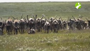 Полярные истории. Лучшие выпуски: Женщина в Тундре | Ненцы и Олени | Кочевые народы | Чумы