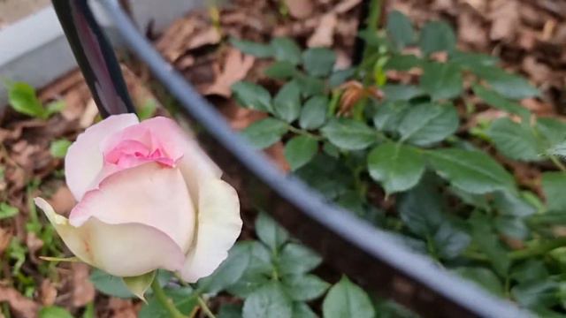 Rainy day in the garden with my roses смотреть онлайн